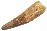 Fossil Spinosaurus Tooth - Real Dinosaur Tooth #345584-1